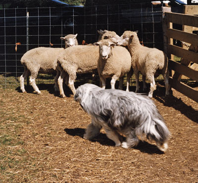 Baillie at his herding instinct test, trying to get the sheep out of the corner.